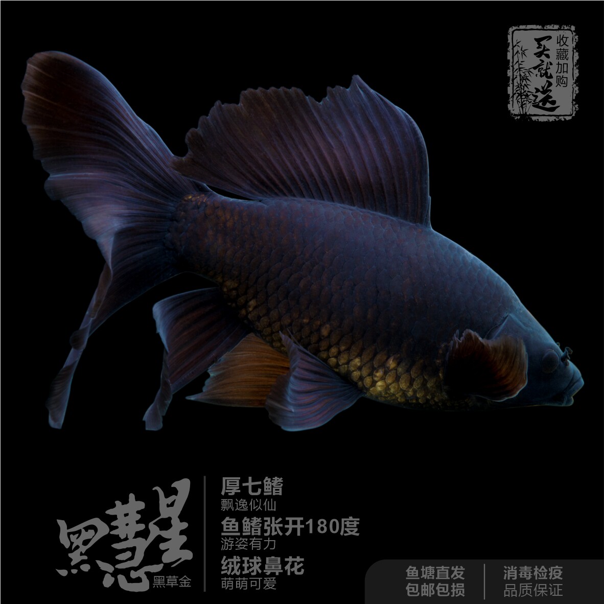 黑彗星黑草金活体观赏鱼无胡须蝴蝶配鱼活体冷水鱼好养包邮包活