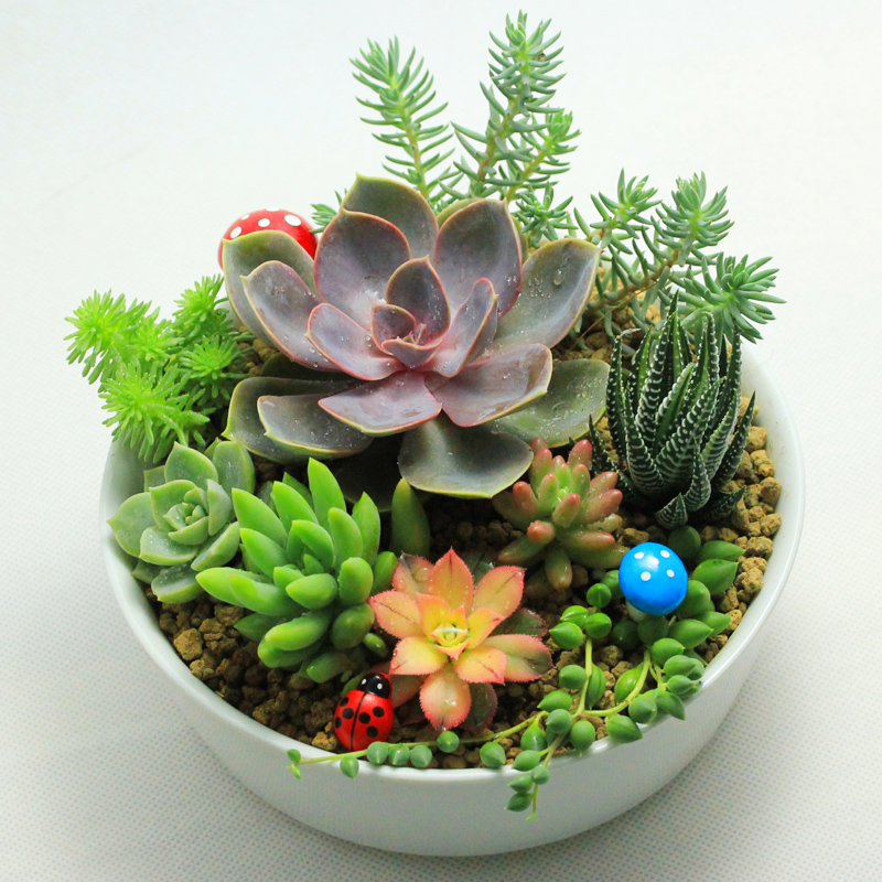 多肉植物组合盆栽 套装 吸甲醛