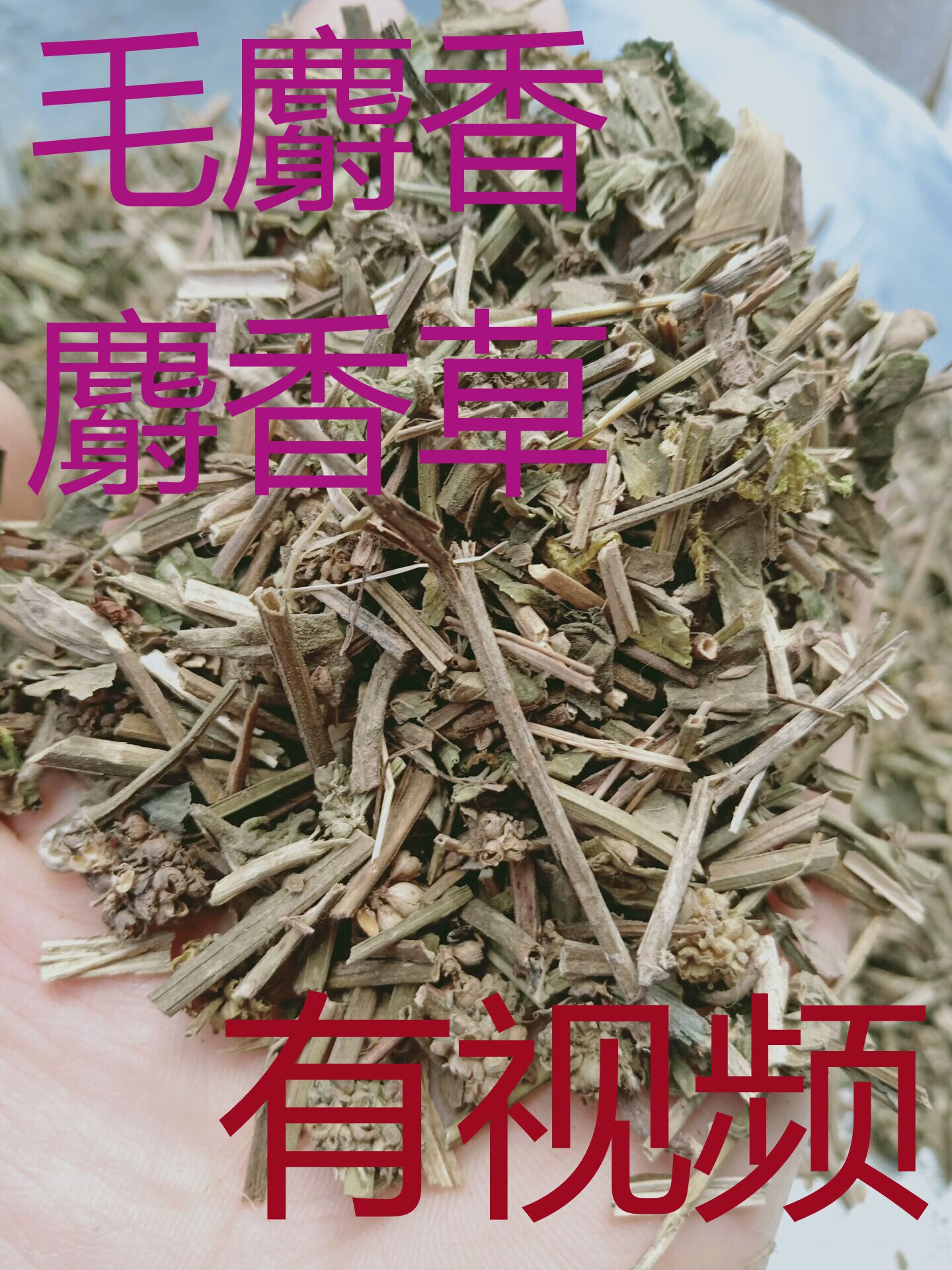 中药材麝香草毛麝香500克包邮麝香草饼草蓝花草毛射香五凉草