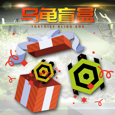 乌龟盲盒剃刀红面火焰龟圆澳龟麝香龟地图龟东锦龟墨龟鳄龟甜甜圈