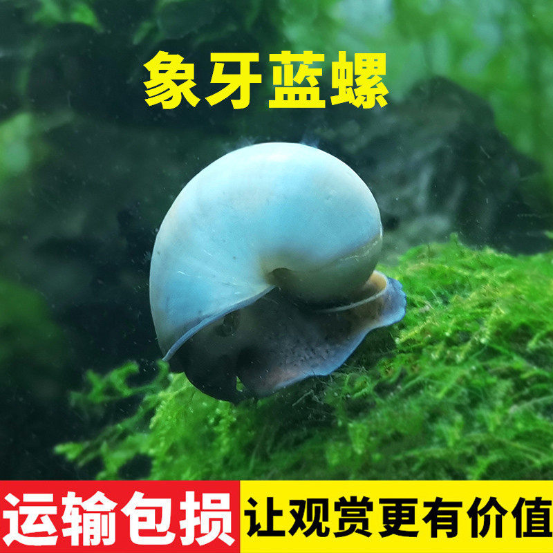一折白玉蜗牛活体_蓝象牙螺鱼缸宠物除藻蜗牛观赏神秘螺活体清理鱼粮