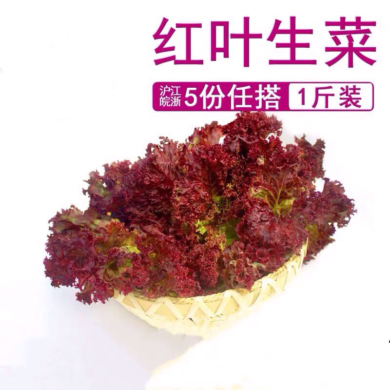 罗莎红500g新鲜蔬菜沙拉食材紫叶红叶生菜罗沙红生菜任搭5份包邮在类目 水产肉类/新鲜蔬果/熟食, 新鲜蔬菜/蔬菜制品, 新鲜蔬菜, 其它中 - 来自Buy2taobao.com提供专业的淘宝代购服务