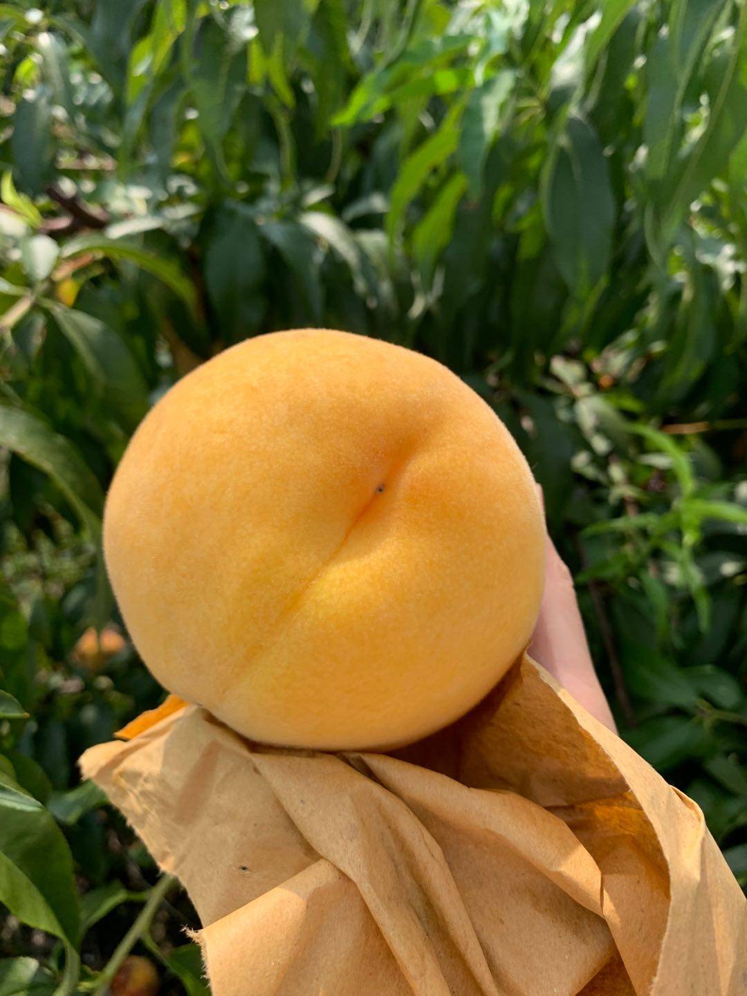 新鲜水果上海南汇奉贤光明锦绣黄桃多汁香甜红心大桃6两生鲜包邮