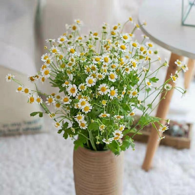 鲜切花洋甘菊苗花卉盆栽阳台庭院冬季好养绿植物耐寒短舌匹菊植物