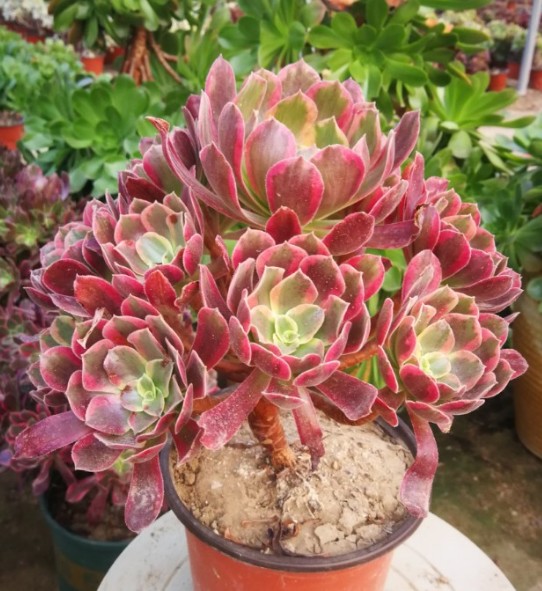 花火花红i 直播间 62号链接 一物一拍 精品多肉法师老桩盆栽花卉