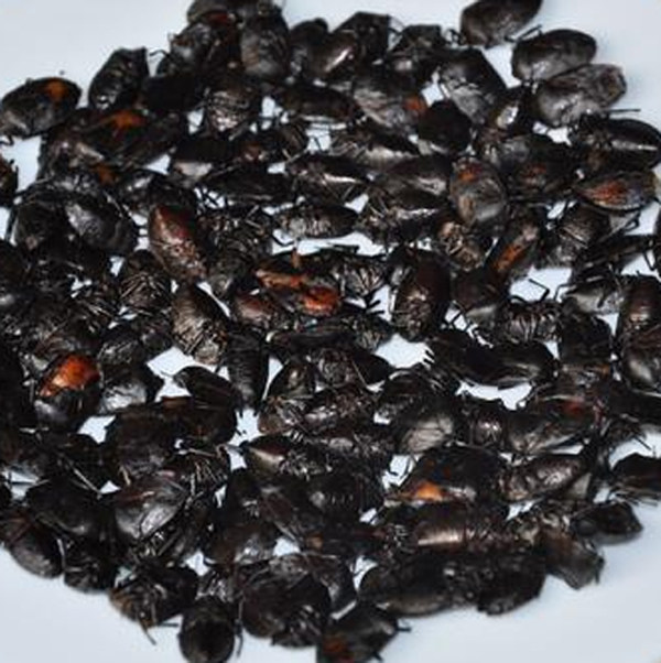 小林淘品打屁虫放屁虫臭虫黑兜虫巴四川乐山特产野味小吃250g包邮