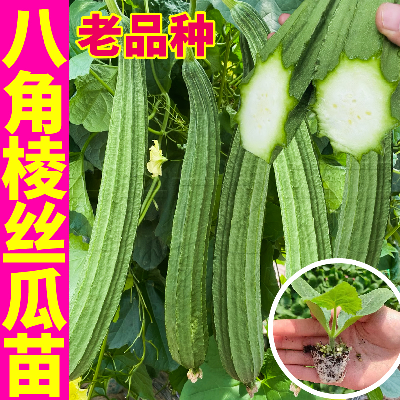 寿光高产八角棱丝瓜秧苗四季盆栽蔬菜