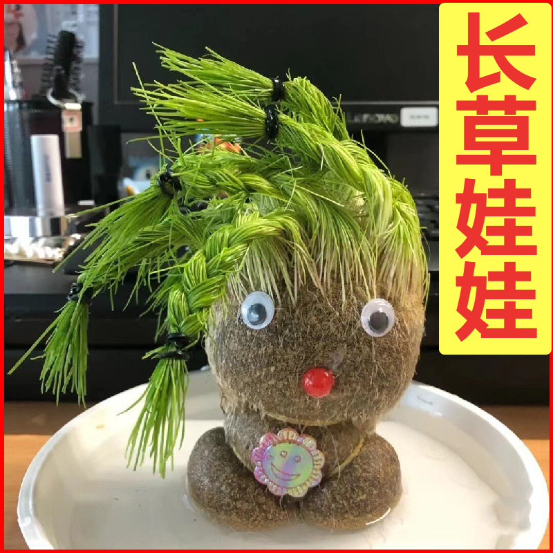 草头娃娃头上长草人植物创意盆栽浇水长头发迷你绿植儿童观察生长