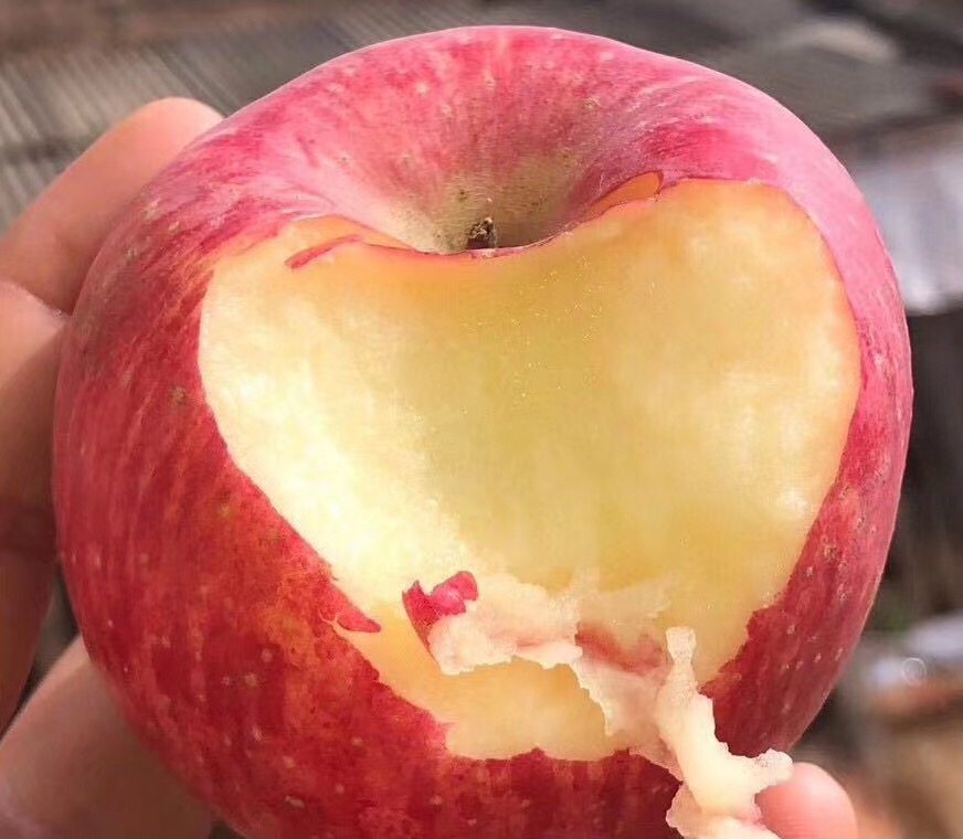 山东烟台红富士栖霞苹果当季时令新鲜水果5斤左右