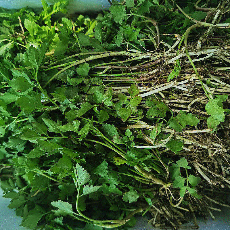 9淘宝新品水芹菜种子野芹菜苗籽阳台盆栽蔬菜水培旱地山野菜种植好吃