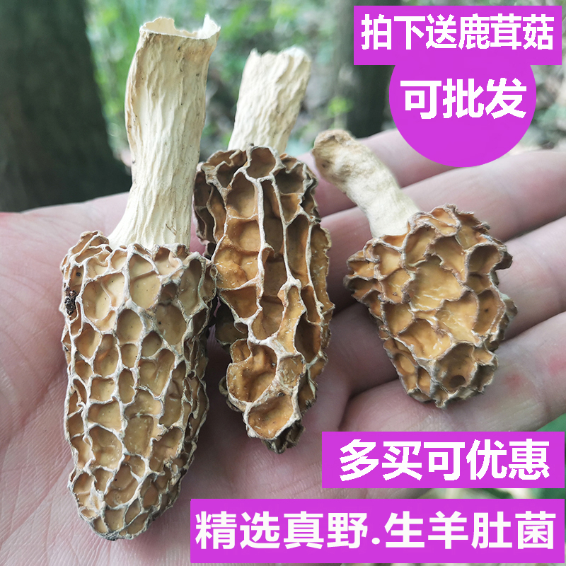 神农架特产羊肚菇野生羊肚菌特级野生羊肚蘑新鲜干货500g煲汤蘑菇