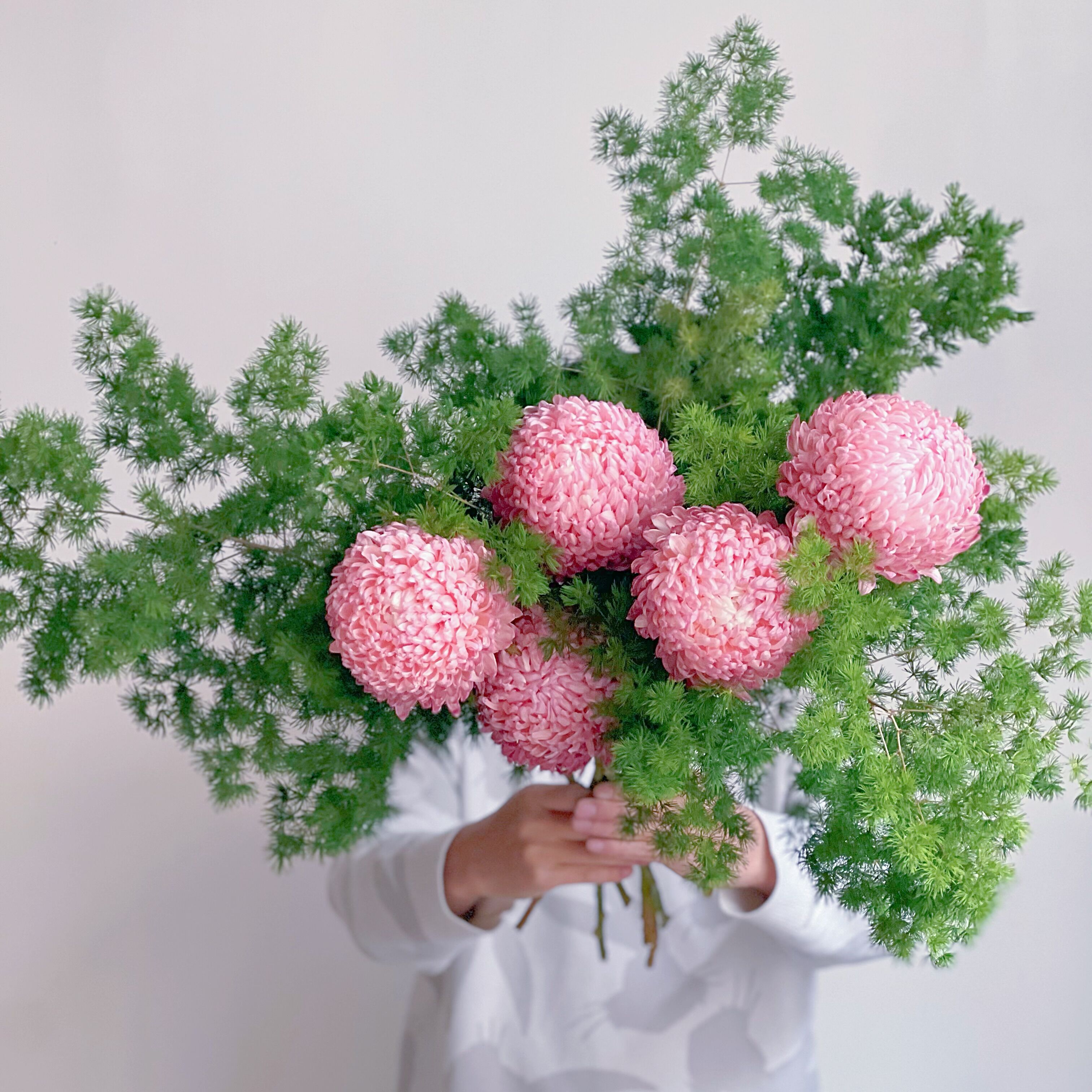 新品稀有品种进口王炸大花朵西柚色牡丹菊鲜花云南昆明直发花期长