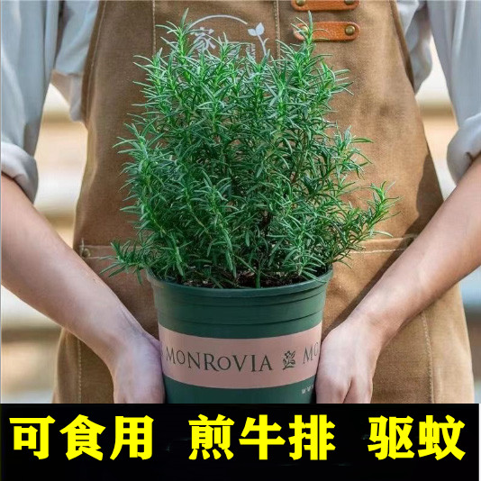 可食用迷迭香盆栽室内驱蚊草香味绿植客厅净化空气除异味阳台花卉