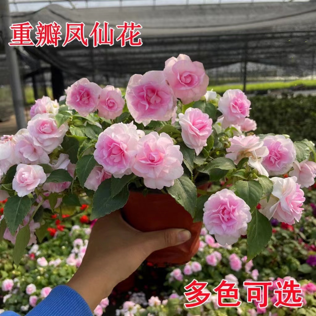 水梅花苗重瓣非洲重瓣凤仙花盆栽阳台花卉多年生四季开花带花发货