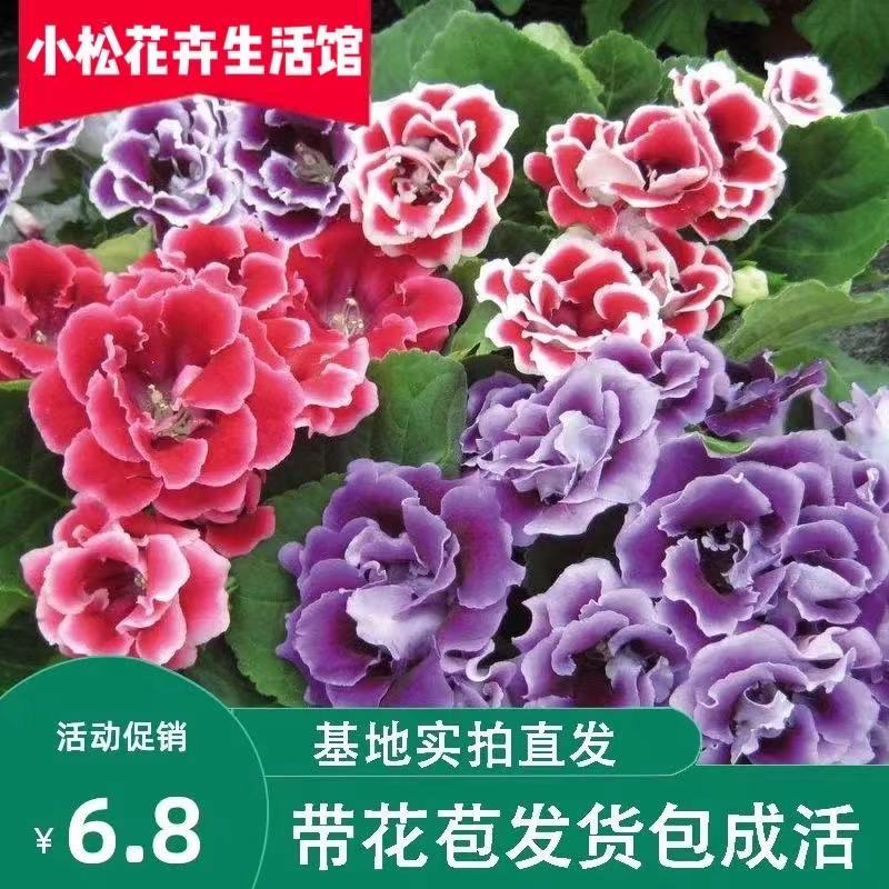 重瓣美观其他 芙蓉花 富贵花四季室内阳台开花绿植带花发货包邮