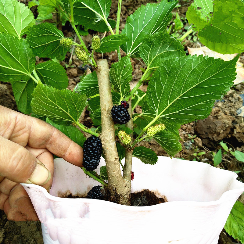 桑树苗桑葚树苗盆栽嫁接食用黑果桑当年结果四季南方种植大叶养蚕