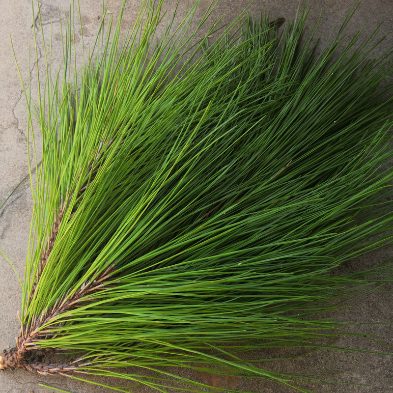 [2送1 3送2]野生松针叶新鲜松叶红松 马尾松 松针 做酵素泡酒500g