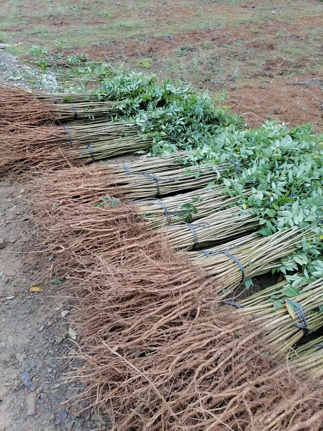 海南黄花梨树苗占地苗绿化苗行道树