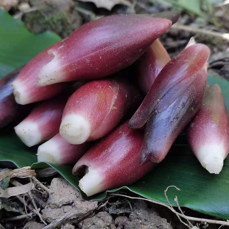 产地直销22年现挖新鲜洋荷姜湖北省恩施利川阳荷野生洋藿蔬菜包邮