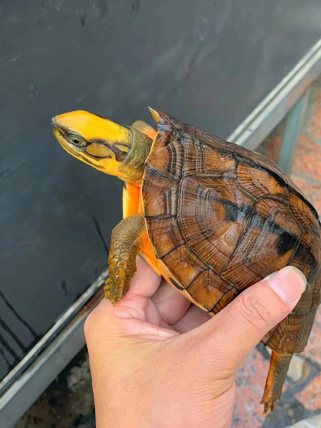 纯种石金钱龟正宗南石龟活体宠物观赏小乌龟招财龟风水龟送龟粮