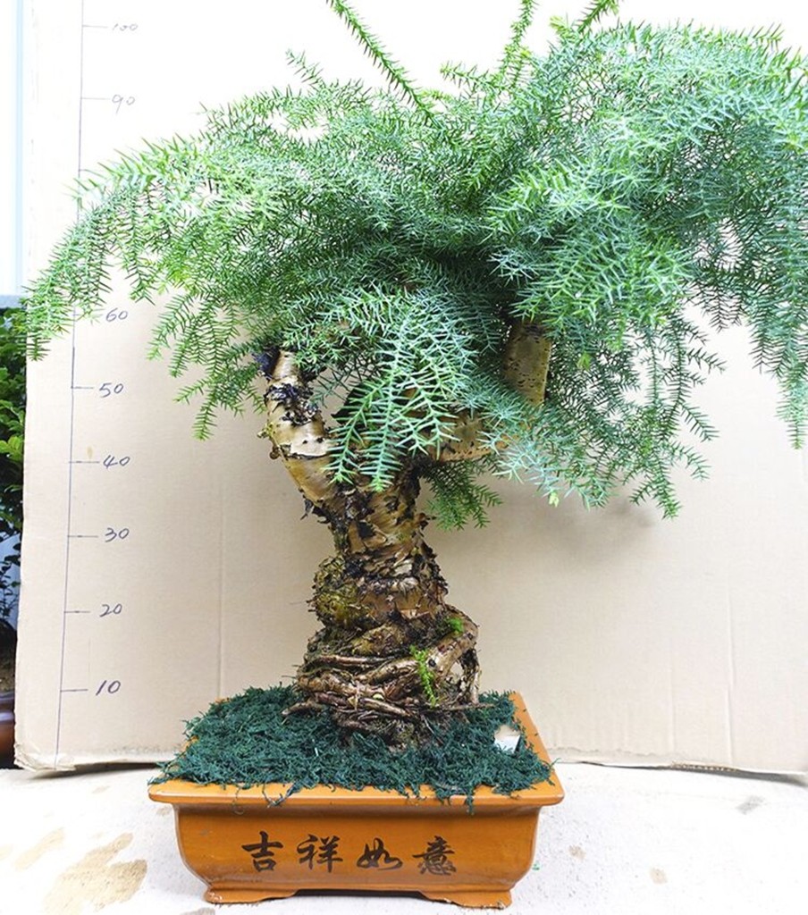 室内绿植松树盆景花卉澳洲衫盆景净化空