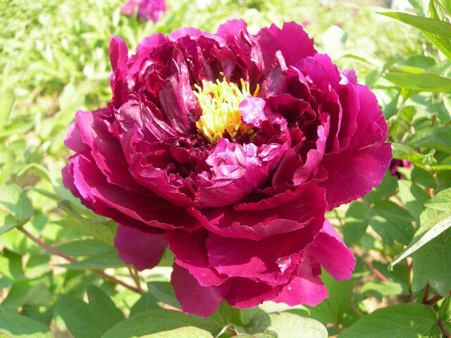 五年苗牡丹品种首案红卷叶红富贵满堂墨润绝伦乌金耀辉白雪塔