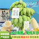 【送卡片】禁止蕉绿整串发货水培香蕉办公室绿植盆栽拒绝焦虑芭蕉