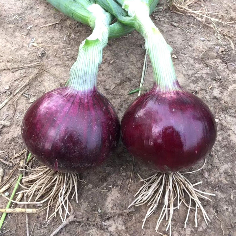 红皮洋葱种子特大圆葱种籽种植苗紫皮四季耐寒冬季葱种孑蔬菜幼苗