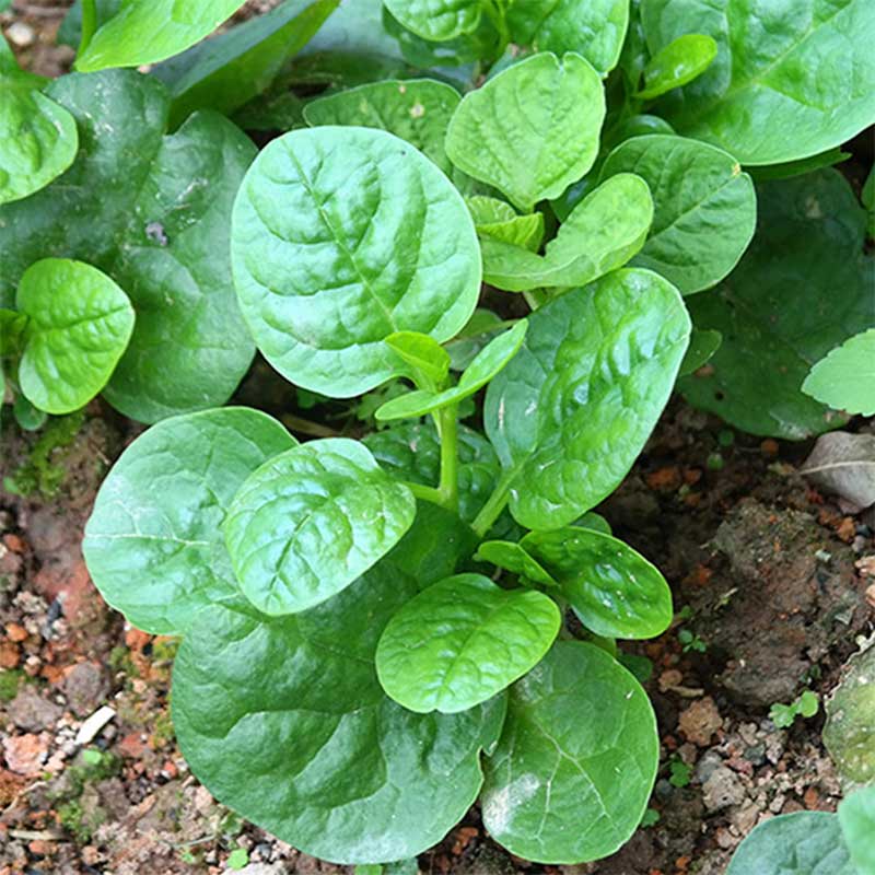 【青菜木耳】价格_品牌_推荐_怎么样-什么值得买