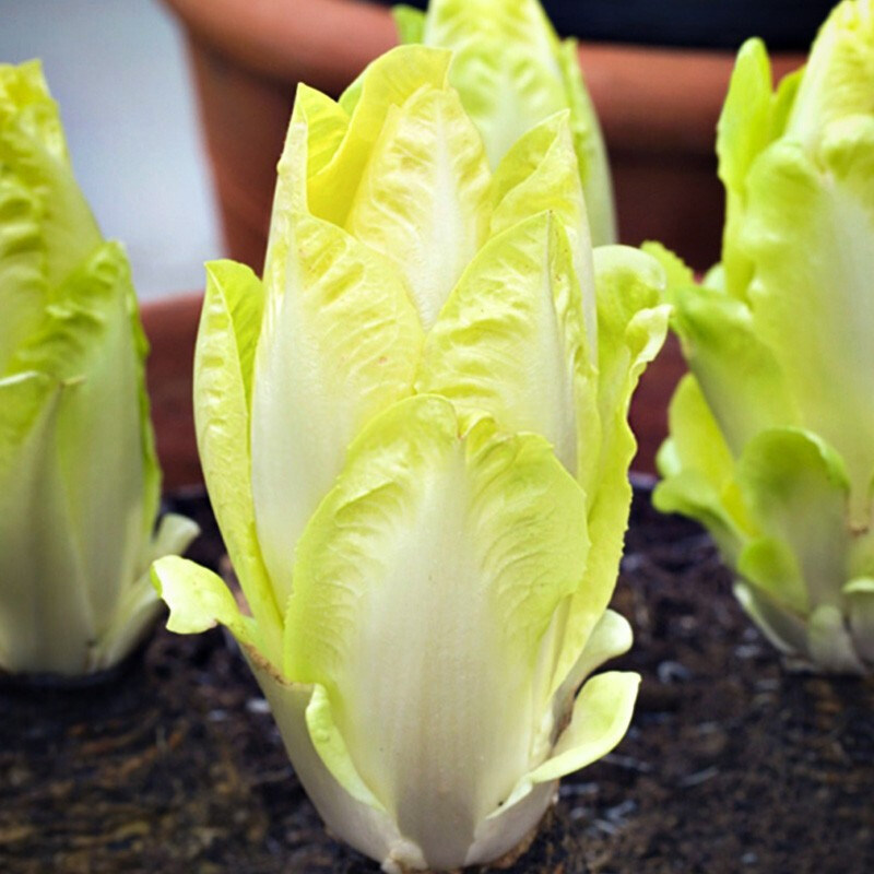 软化菊苣种子苗四季金玉兰菜种四季盆栽蔬菜秧苗根阳台青菜种籽孑