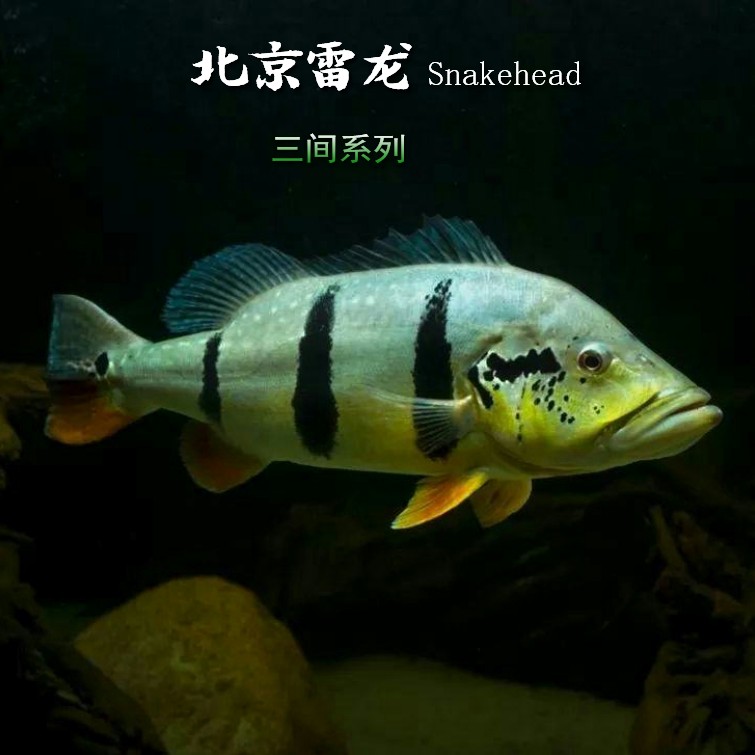 大型观赏鱼凶猛活体三间眼斑皇冠帝王横带野生鱼