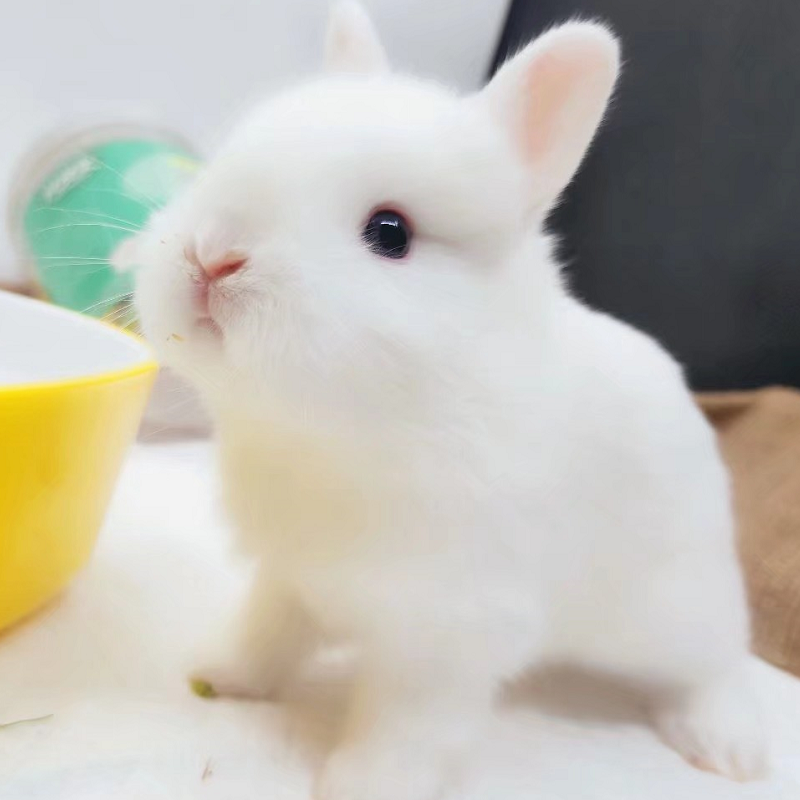 最小的茶杯兔图片