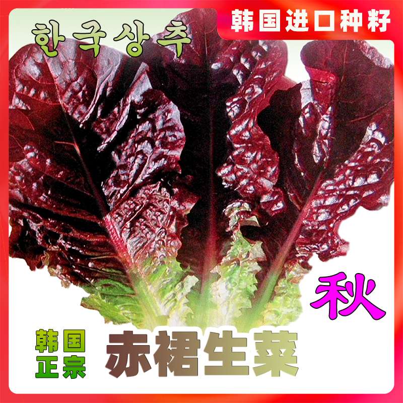 生菜种子赤裙红紫色大叶烤肉包饭沙拉韩国四季盆栽蔬菜籽寿光莱孑