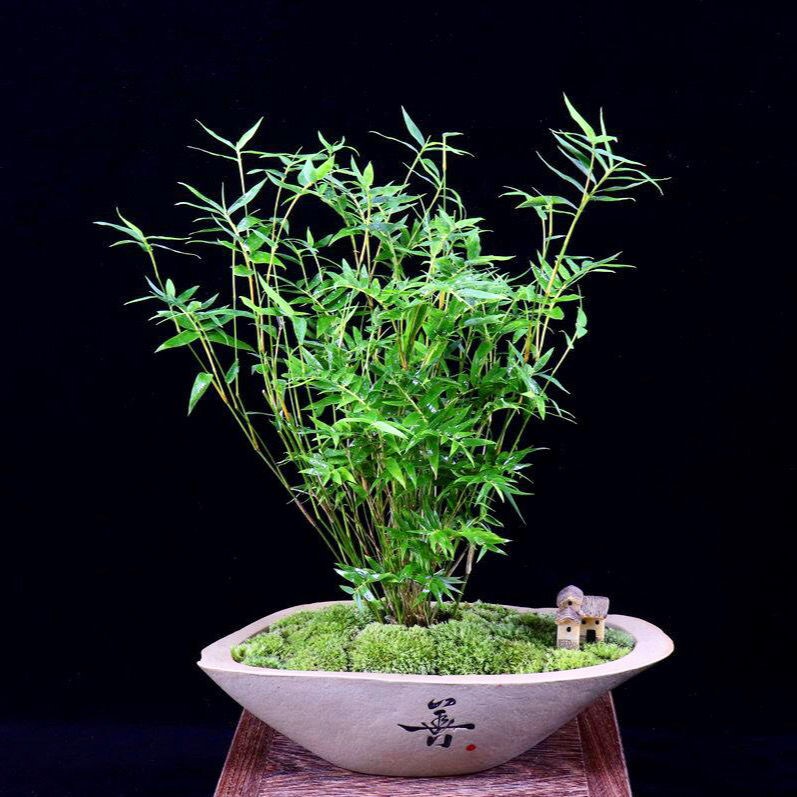 米竹苗盆栽凤尾竹观音竹微型盆景观赏竹庭院竹子室内阳台米竹盆景