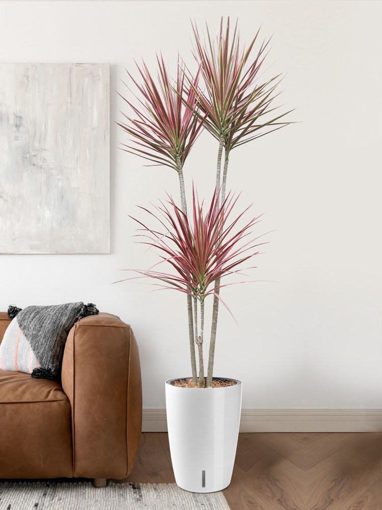 千年木盆栽室内绿植大型植物客厅大盆栽日系风格马尾铁七彩铁盆景