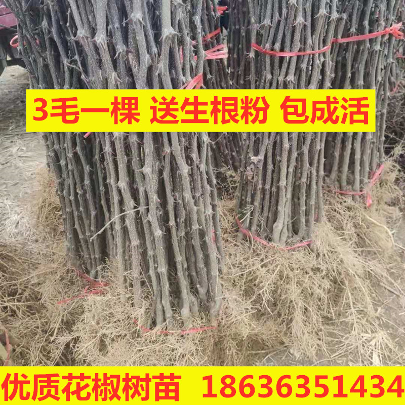 花椒树苗大红袍花椒青花椒麻椒地栽早熟六月伏椒篱笆花椒包成活