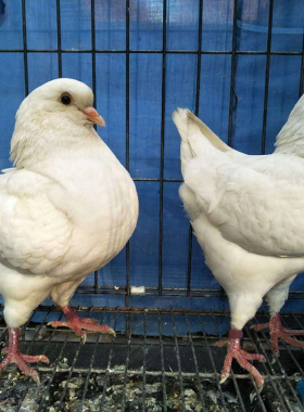 肉鸽种鸽一对