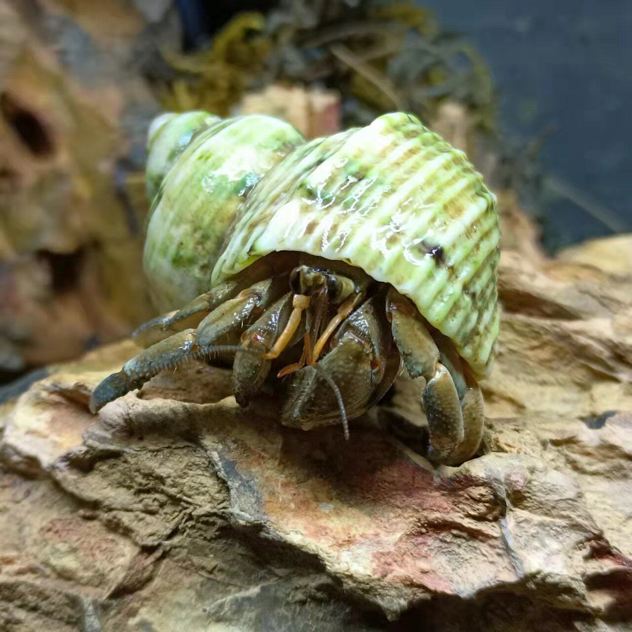白将军_灰白宠物寄居蟹活体草莓螃蟹观赏蟹淡水蟹陆地蟹相手蟹将军