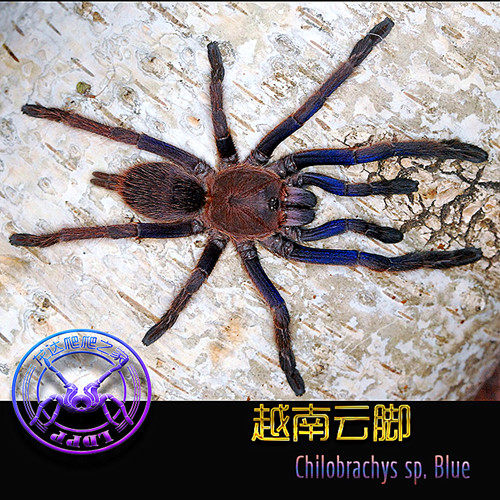 越南云脚蜘蛛越南蓝宠物蜘蛛另有智利火红玫瑰巴西所罗门橙巴布