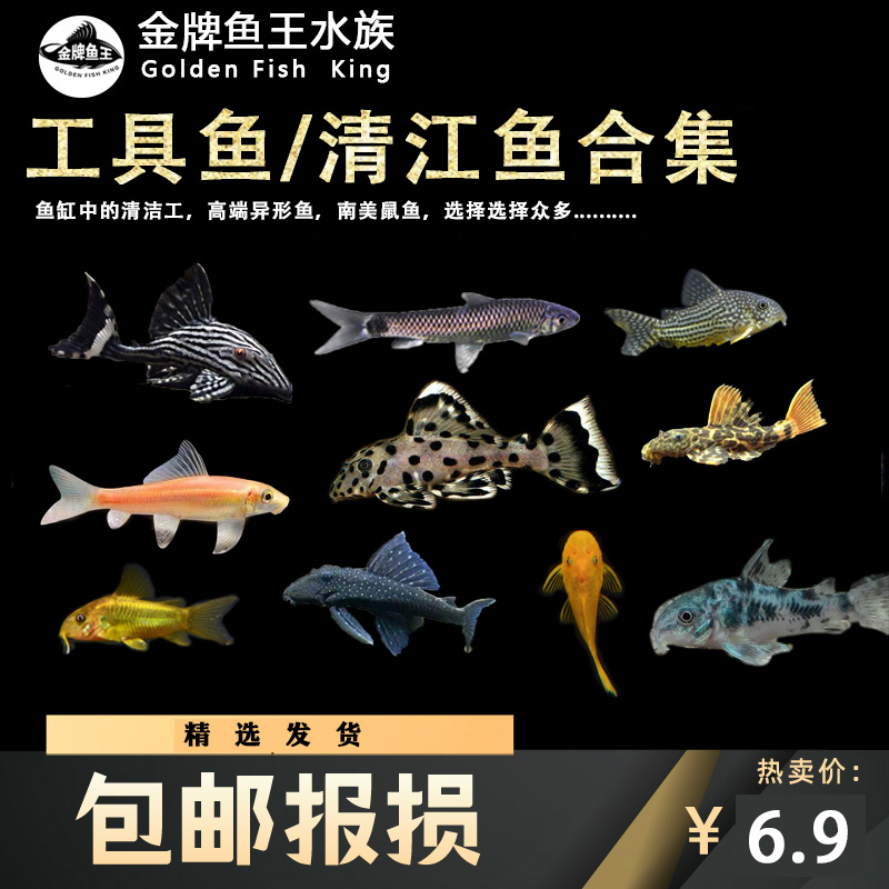 清道夫鱼金苔鼠清洁鱼工具鱼吃垃圾除藻冷水热带鱼淡水老鼠鱼活体