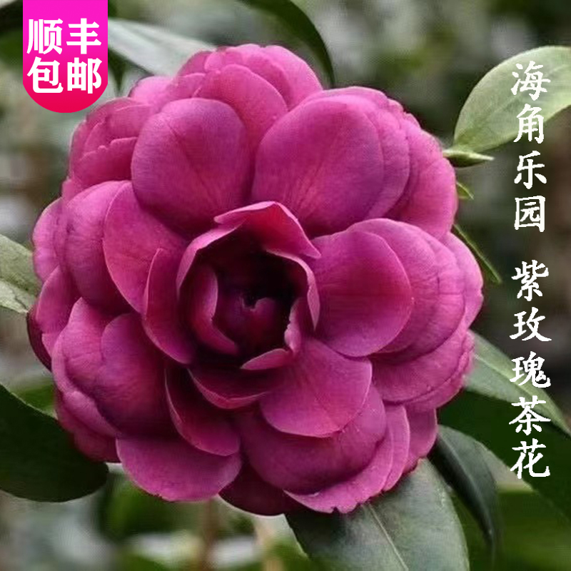 品种茶花海角乐园紫玫瑰嫁接大苗茶花露易斯贝蒂进口品种茶花阳台