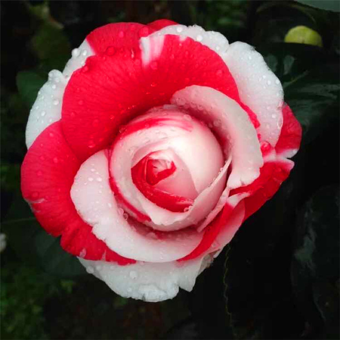 四季_吉普赛女郎玫瑰山茶花苗室内外茶花盆栽花卉福建龙岩稀有品种