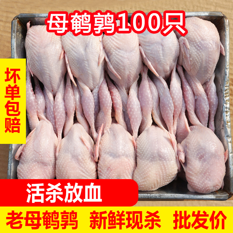 100只新鲜大老母鹌鹑肉现杀冷冻活体放血白条油炸烧烤生骨肉批发