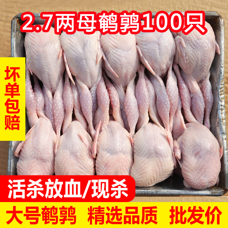 大号新鲜母鹌鹑肉现杀冷冻活体放血白条油炸烧烤生骨肉100只批发