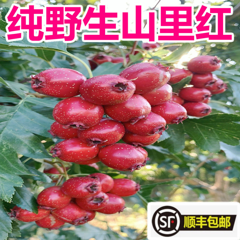热销野生小山楂果 新鲜