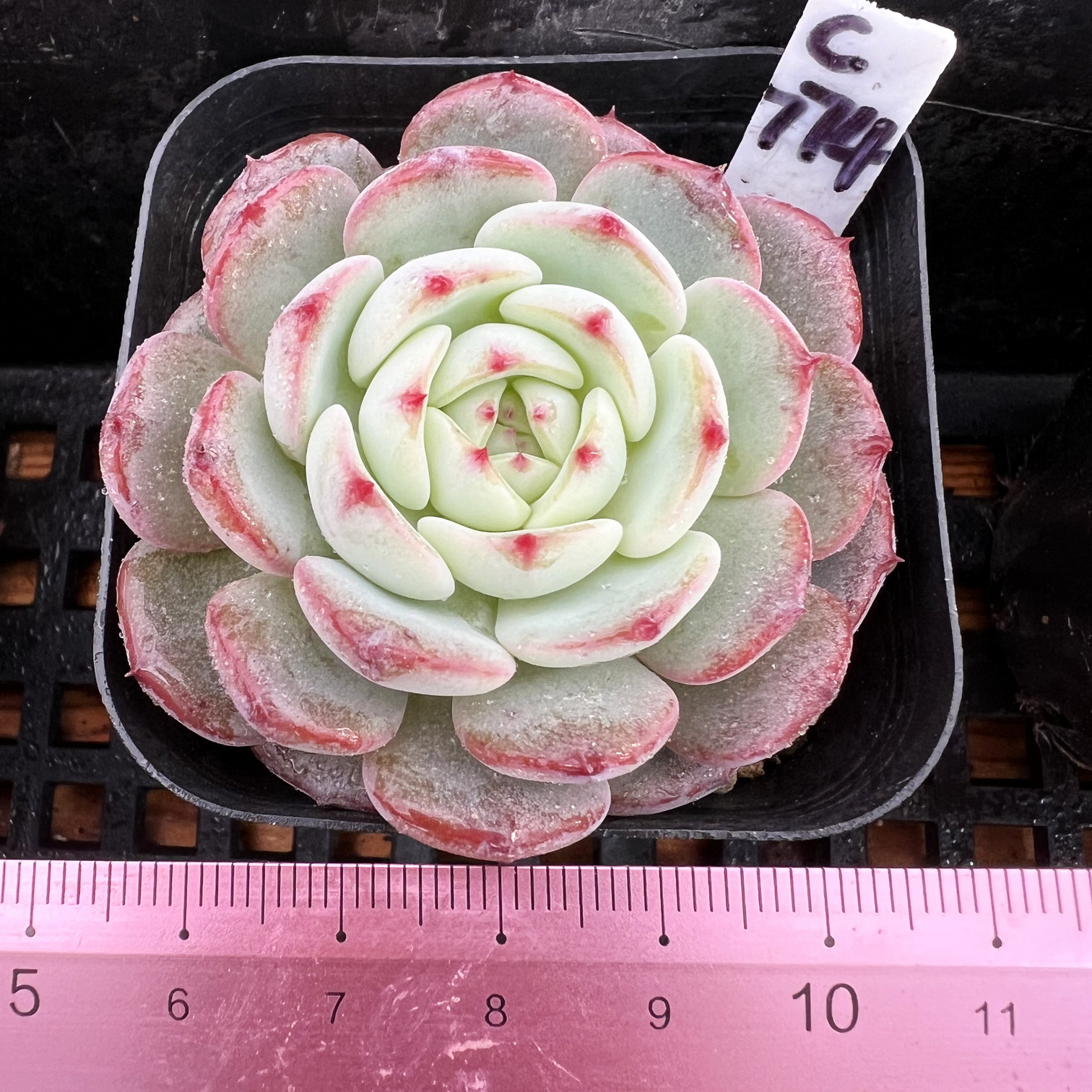 蓝色星河 新品 肉肉多肉植物小盆栽绿植新手花卉  一物一拍！