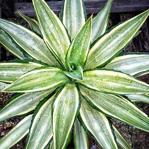 agave龙舌兰