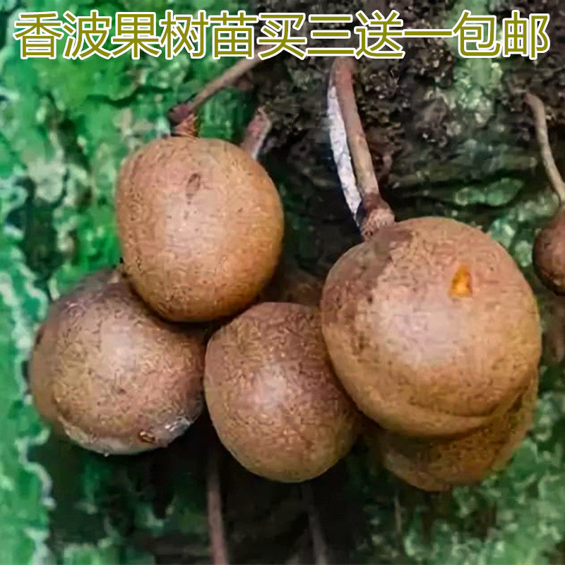 印尼香波果树苗新奇果苗异域果树苗仙女果树苗盆栽庭院种植结果苗