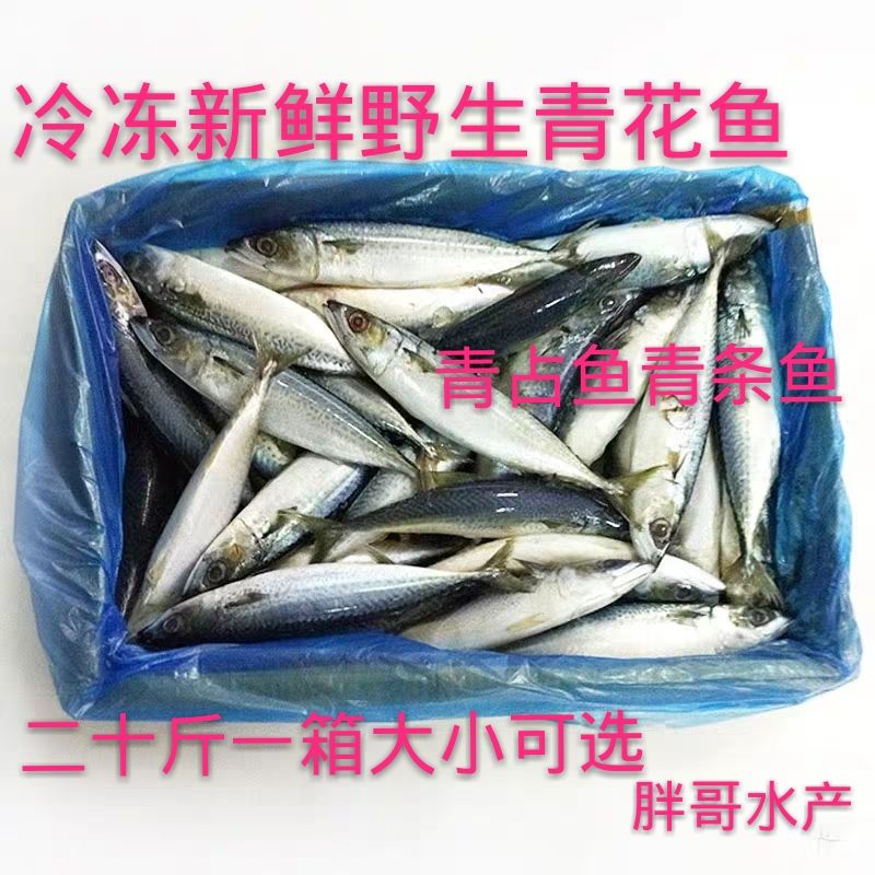 Freezing Deep sea wild fresh Mackerel pneumatophorus japonicus Green fish Stick fish Two poundsin the Aquatic meat/Fresh fruits and vegetables/Cooked , Seafood/Aquatic/Product , Other category - from Buy2taobao.com to provide professional Taobao agent buy service