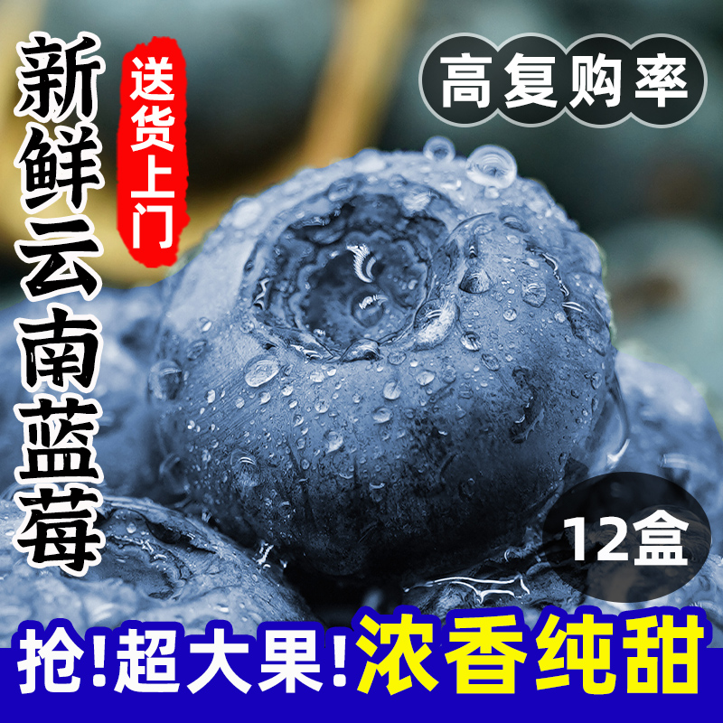 云南新鲜蓝莓王鲜果8盒装高山当季水